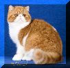 Exotic Shorthair kittens for sale